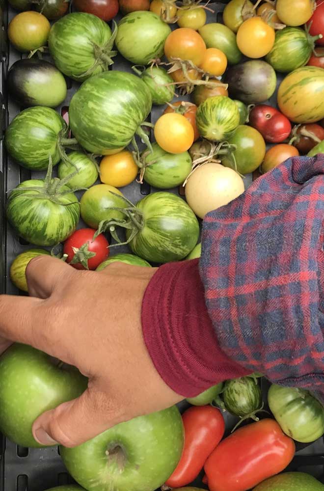 Hand reaching to grab apple from container of fruits and vegetables